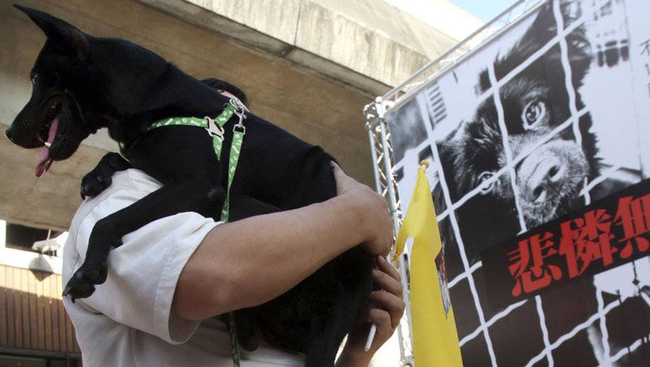 Tayvanda pişik və itlərin kəsilməsi qadağan edildi!