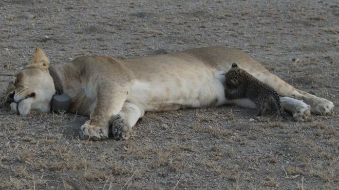 “Unikal və təsirli an”: dişi şir leopard balasına ana südü verir