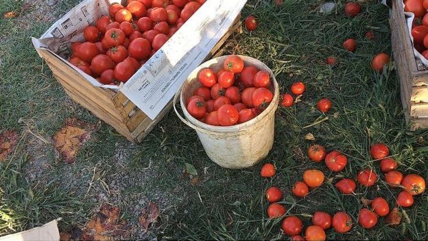 Pomidor istehsalçıları pulsuzluqdan şikayətlənir