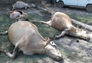 Ağdaşda 41 baş inəyi dərman verib öldürdülər