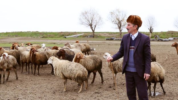 “Əkinçilik, ya heyvandarlıq?” – mal-qaraya otlaq tapmaq problemdir FOTO