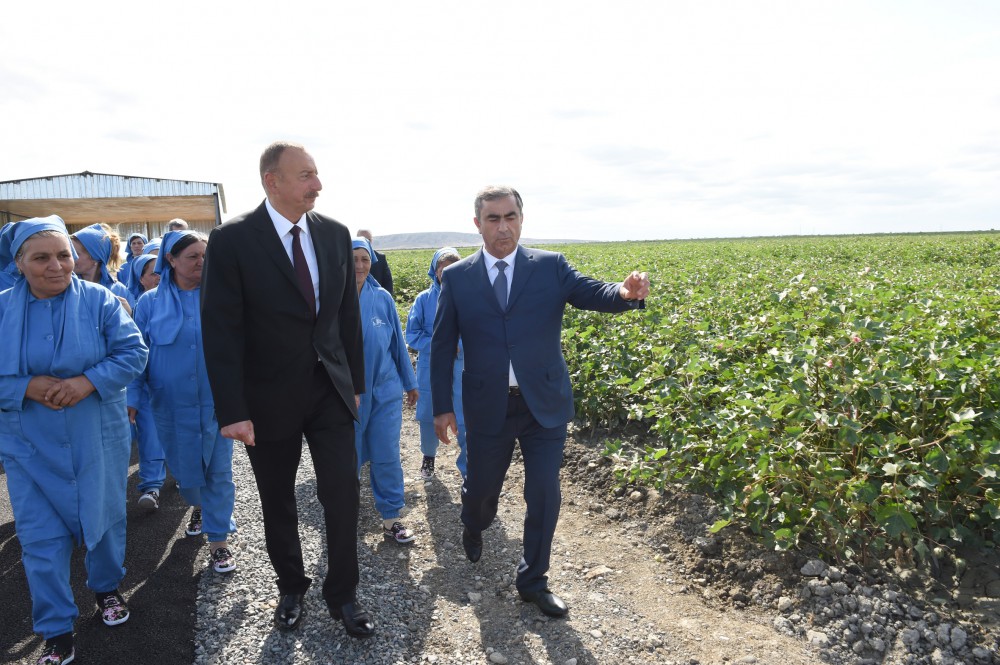 Salyanda gələn il üçün pambıq planı qoyulur